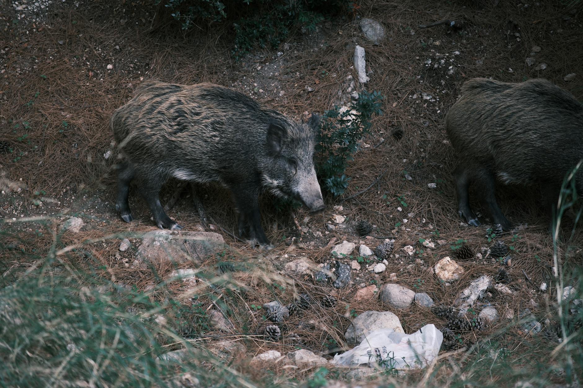 Dwie dziki żerujące w gęstym polskim lesie
