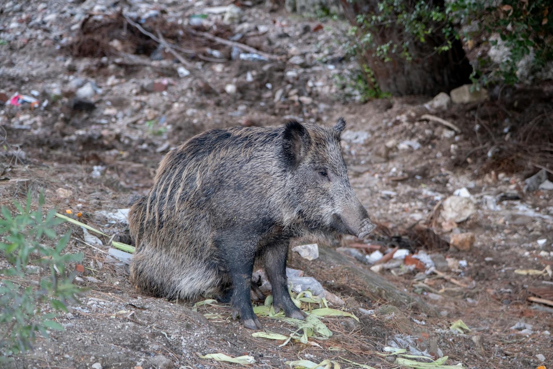 Dzik siedzący w gęstych zaroślach w naturalnym środowisku