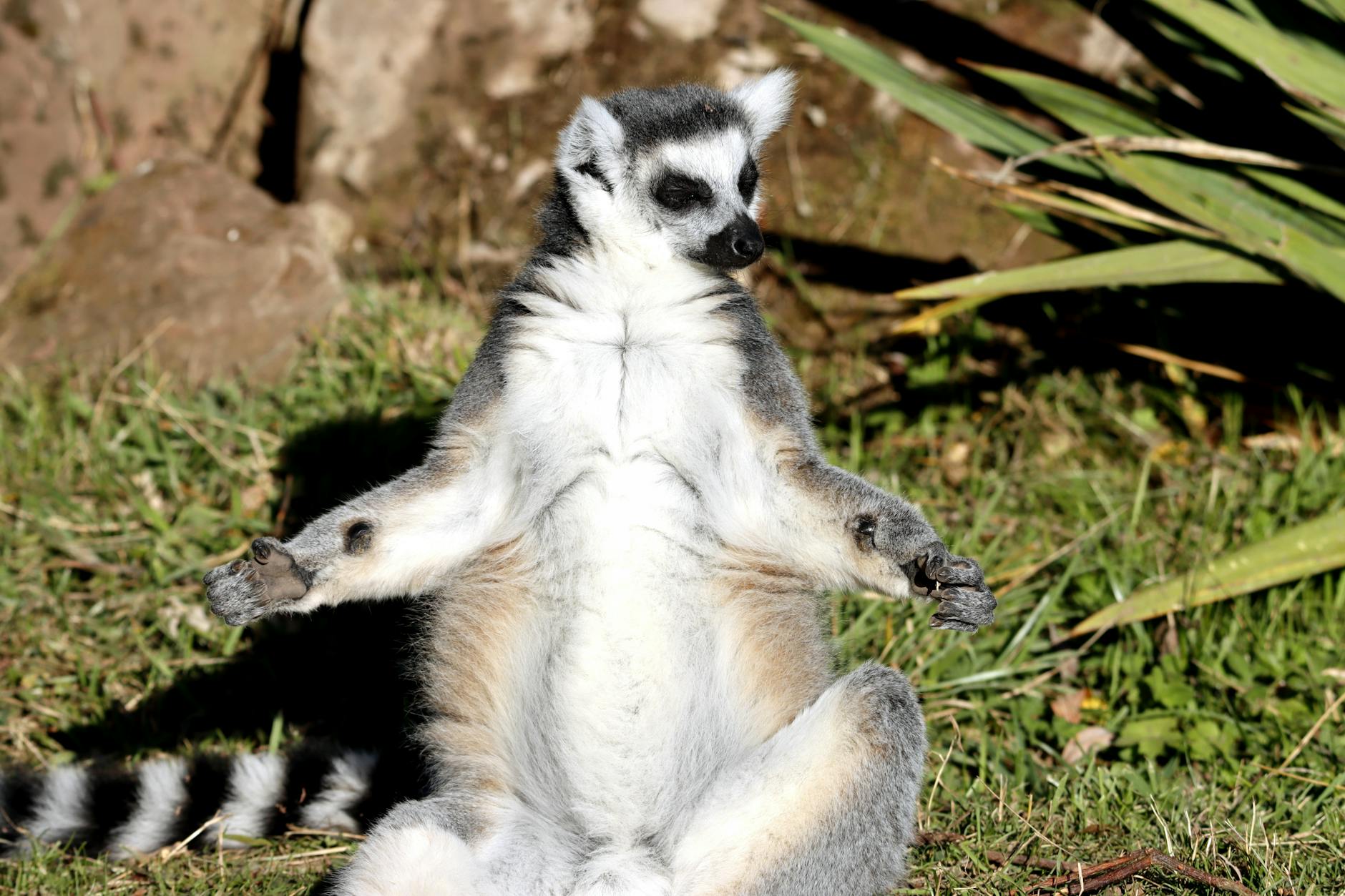 Lemur katta siedzący na trawie w słońcu