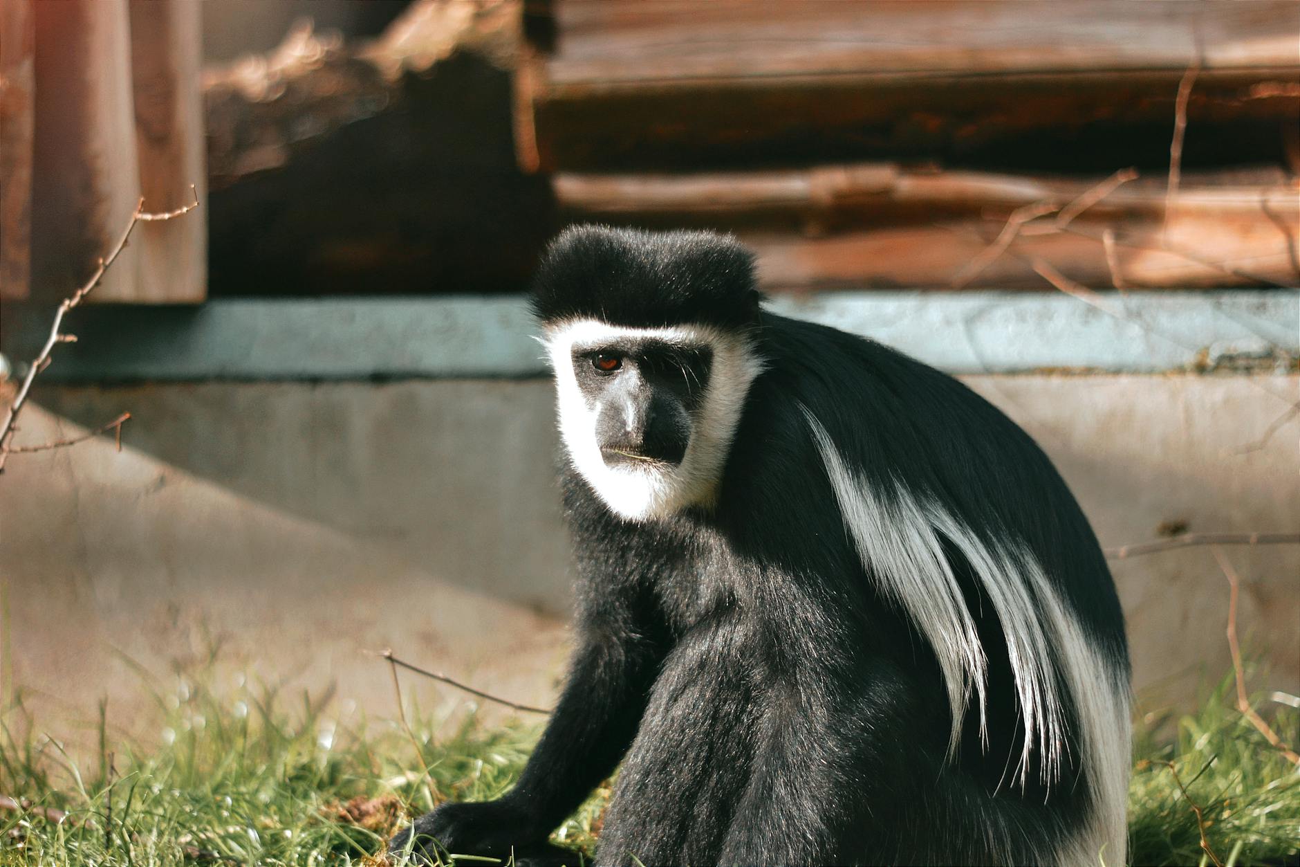 Zbliżenie na gerezę płaszczową siedzącą na zewnątrz w zoo